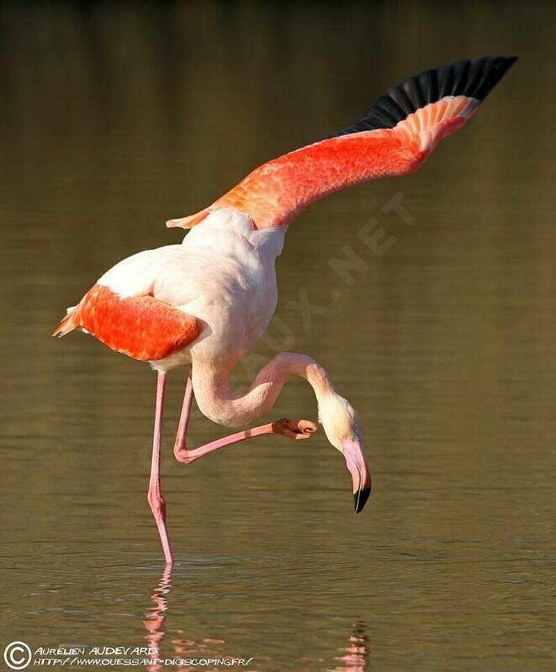 Flamant Rose Auau