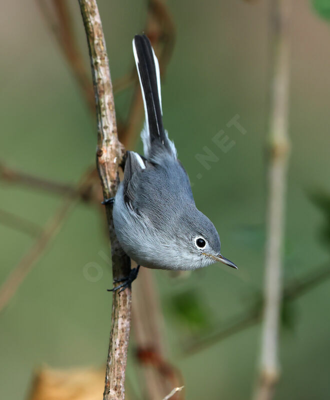 Blue-grey Gnatcatcher