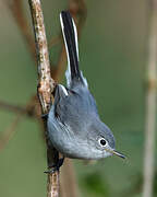 Gobemoucheron gris-bleu