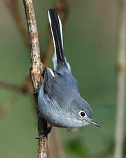 Gobemoucheron gris-bleu