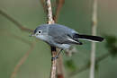 Gobemoucheron gris-bleu