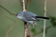 Gobemoucheron gris-bleu