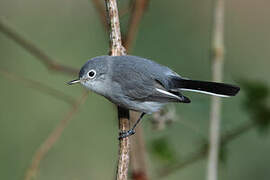 Blue-grey Gnatcatcher