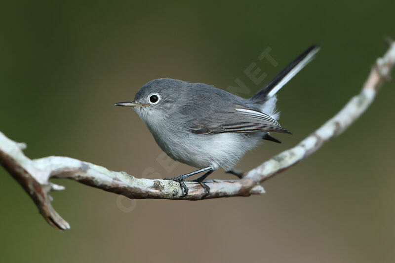 Gobemoucheron gris-bleu, identification