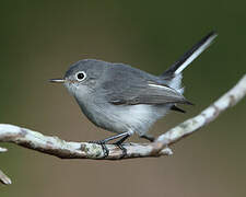 Gobemoucheron gris-bleu