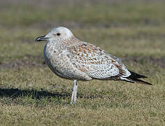 Mongolian Gull