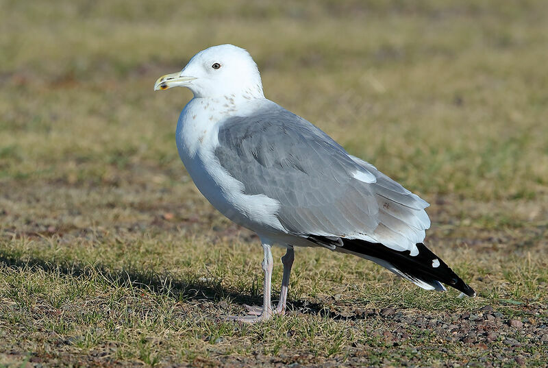 Goéland de Mongoliesubadulte, identification