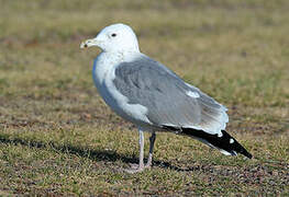 Mongolian Gull