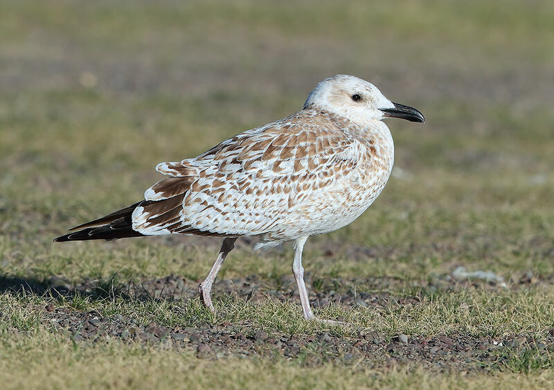 Mongolian GullFirst year, identification