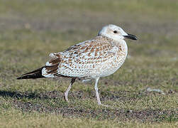 Mongolian Gull