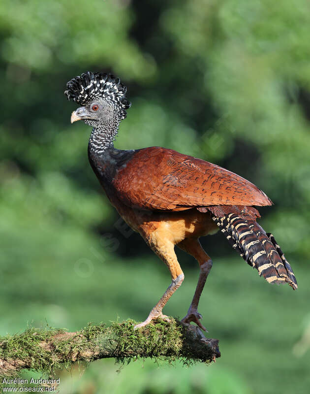 Great Curassow female adult, identification