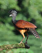 Great Curassow