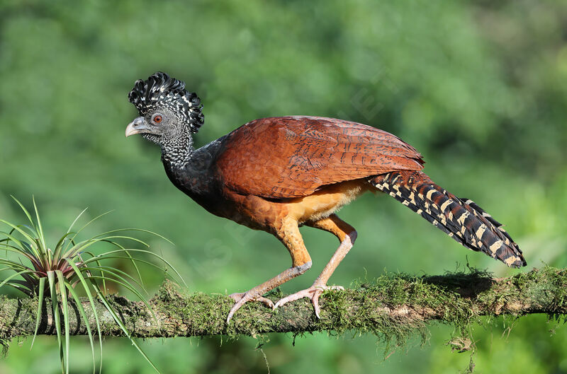 Great Curassow