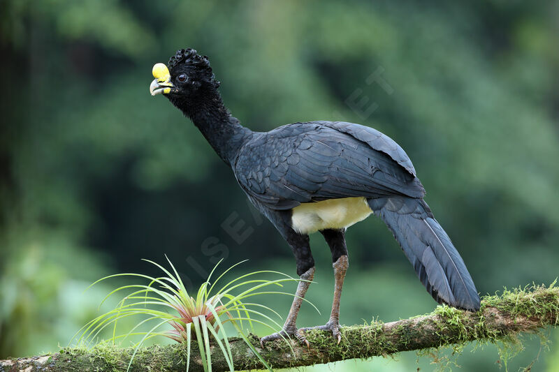 Grand Hocco mâle adulte nuptial, identification