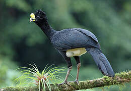 Great Curassow