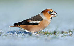 Hawfinch