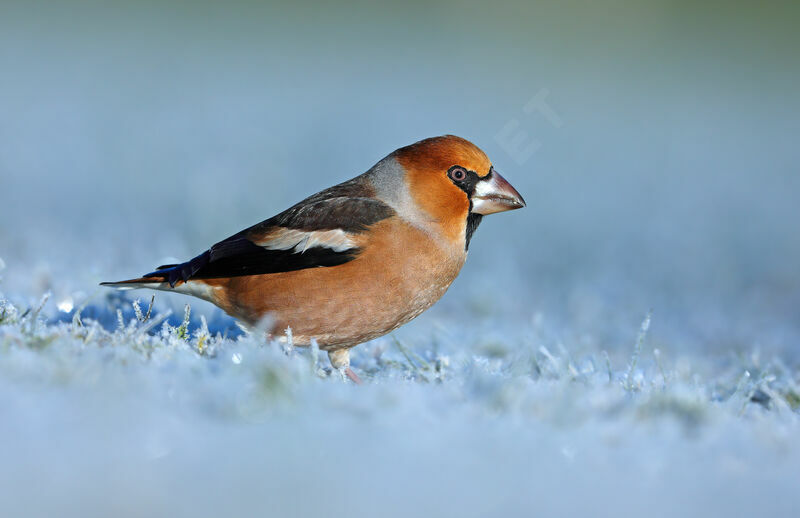 Grosbec casse-noyaux mâle, identification