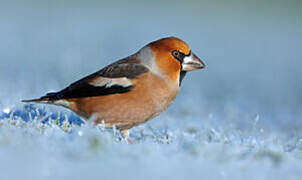 Hawfinch