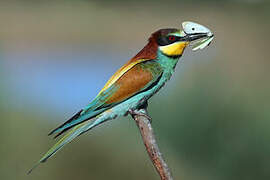 European Bee-eater