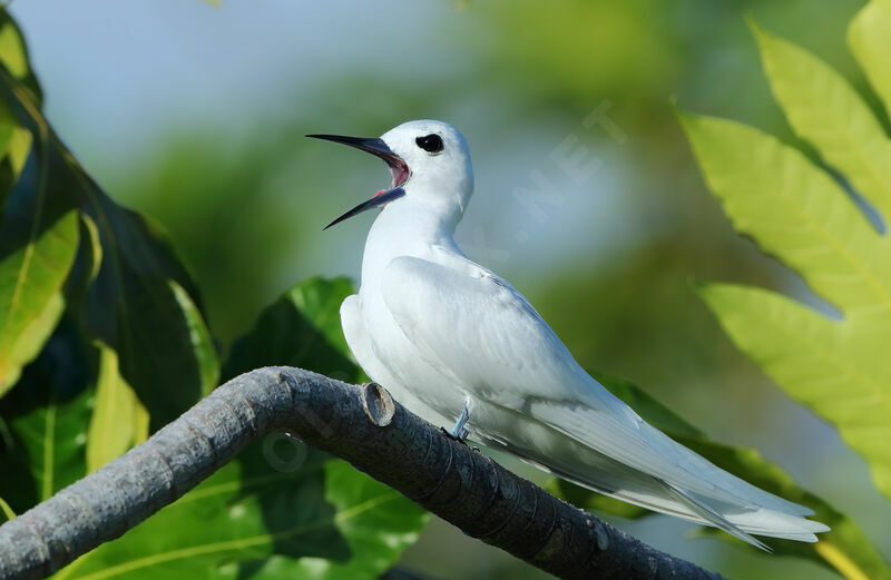 Gygis blancheadulte