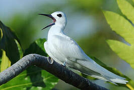 White Tern