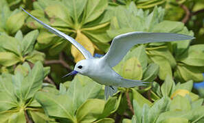 White Tern