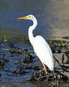 Plumed Egret