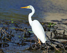 Plumed Egret