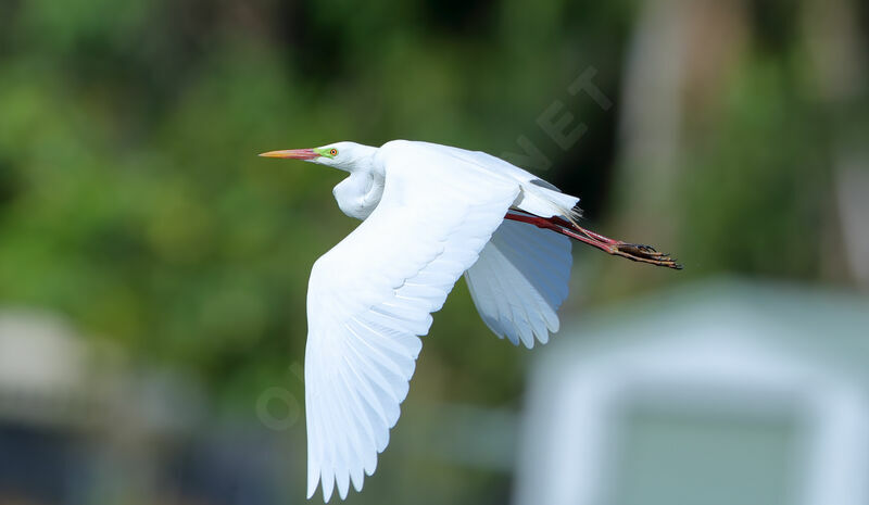 Plumed Egret