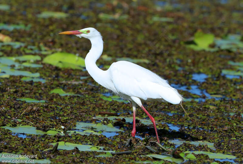 Plumed Egretadult, identification