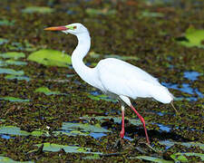 Plumed Egret