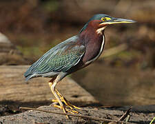 Green Heron