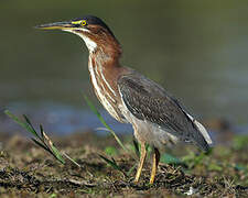 Green Heron