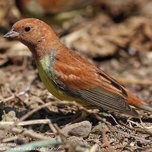 Chestnut Bunting - Emberiza rutila