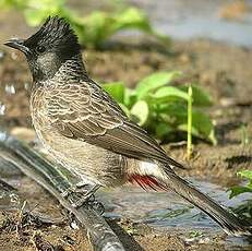 Bulbul à ventre rouge