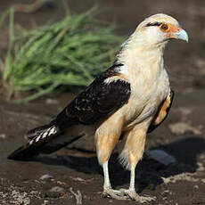 Caracara à tête jaune