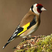 Chardonneret Elegant Carduelis Carduelis