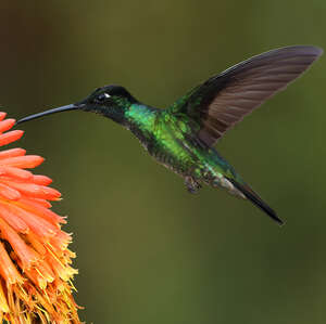 Colibri admirable