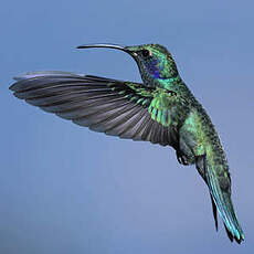 Colibri cyanote