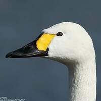 Cygne de Bewick