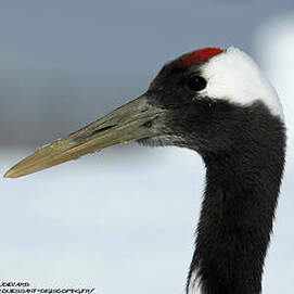 Liste Des Oiseaux