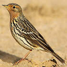 Pipit à gorge rousse