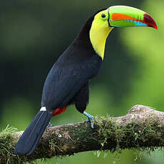 Toucan à carène