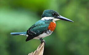 Green Kingfisher