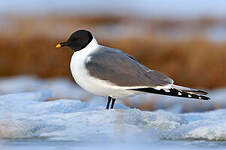 Mouette de Sabine