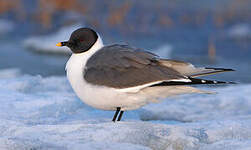 Mouette de Sabine