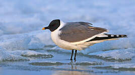 Mouette de Sabine