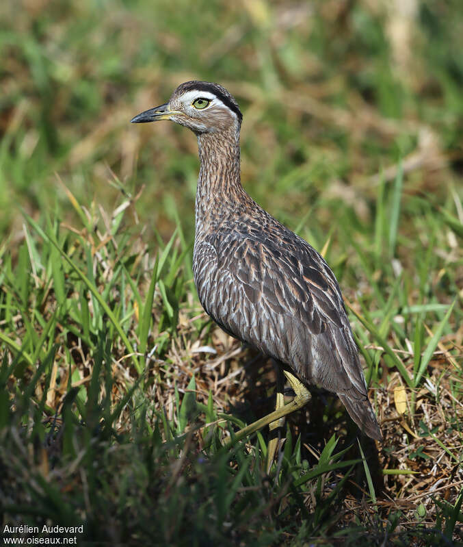 OEdicnème bistriéadulte, identification