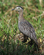 Double-striped Thick-knee