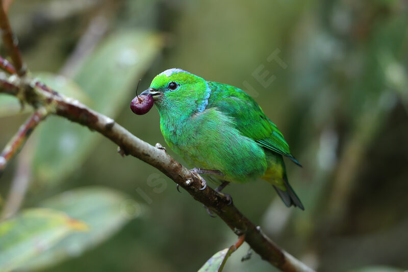 Golden-browed Chlorophonia